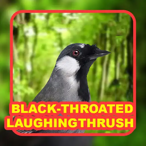 Play Black-throated laughingthrush APK Play Black-throated laughingthrush APK