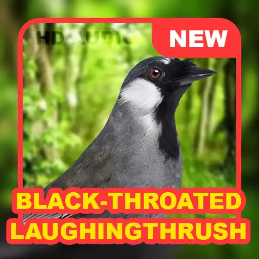 Play Black-throated laughingthrush  and enjoy Black-throated laughingthrush with UptoPlay