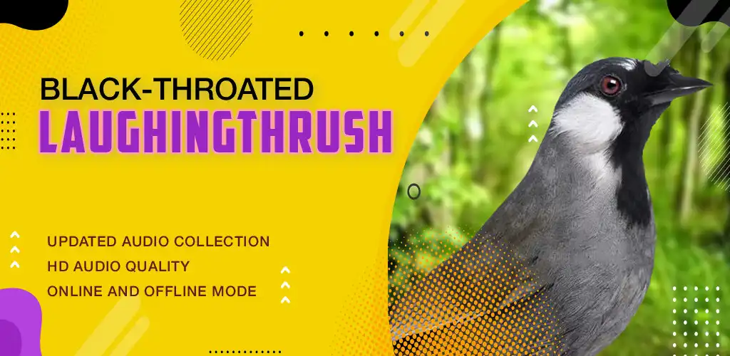 Play Black-throated laughingthrush as an online game Black-throated laughingthrush with UptoPlay