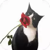 Free play online Black White Cats Wallpapers APK Free play online Black White Cats Wallpapers APK