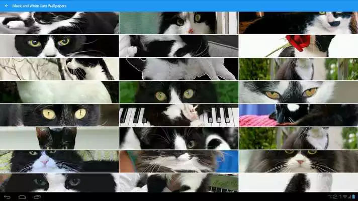 Play Black  White Cats Wallpapers