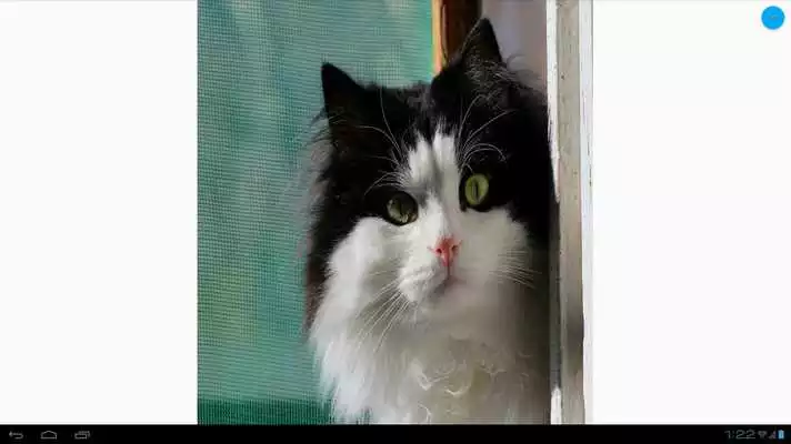 Play Black  White Cats Wallpapers