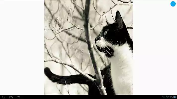 Play Black  White Cats Wallpapers