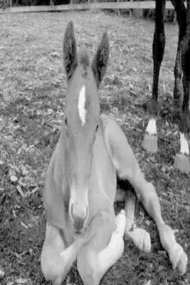Play Black White Horse Wallpaper HD
