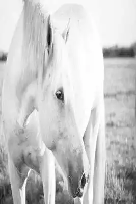 Play Black White Horse Wallpaper HD