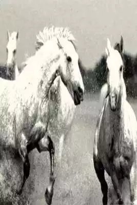 Play Black White Horse Wallpaper HD