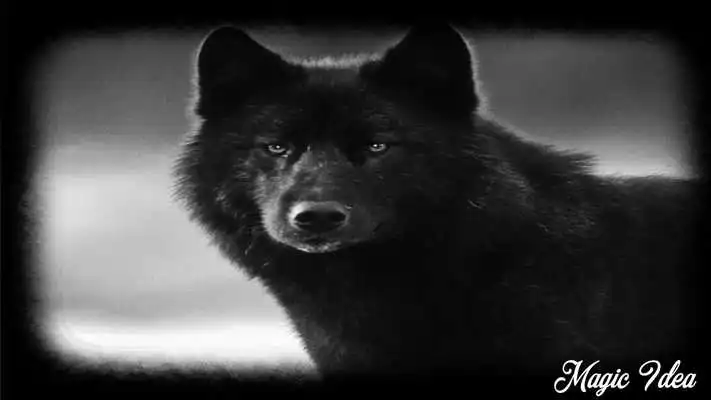 Play Black Wolf Pack 3 Wallpaper