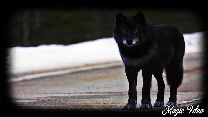 Play Black Wolf Pack 3 Wallpaper