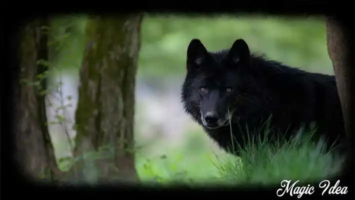 Play Black Wolf Pack 3 Wallpaper