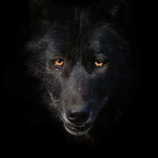 Play Black Wolf Wallpaper APK