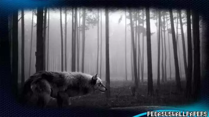 Play Black Wolf Wallpaper  and enjoy Black Wolf Wallpaper with UptoPlay