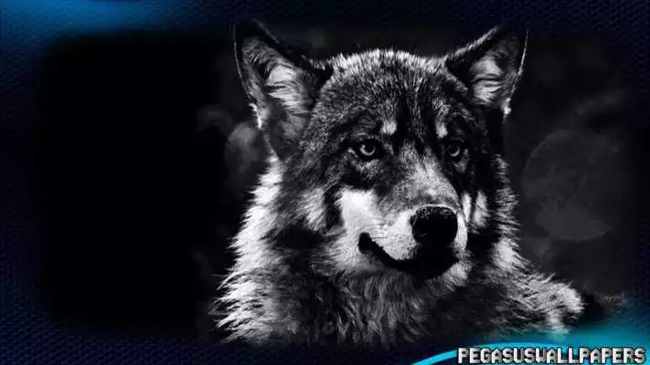 Play Black Wolf Wallpaper as an online game Black Wolf Wallpaper with UptoPlay