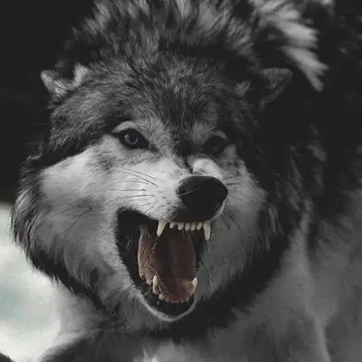 Play Black Wolf Wallpapers APK Play Black Wolf Wallpapers APK