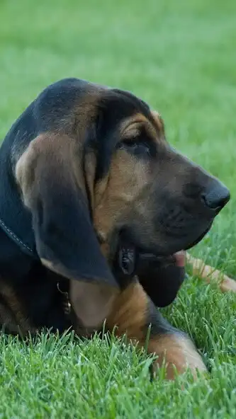 Play Bloodhound Wallpaper and enjoy Bloodhound Wallpaper with UptoPlay Play Bloodhound Wallpaper and enjoy Bloodhound Wallpaper with UptoPlay