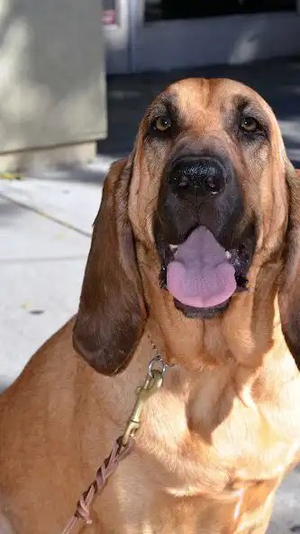 Play Bloodhound Wallpaper as an online game online Bloodhound Wallpaper with UptoPlay Play Bloodhound Wallpaper as an online game Bloodhound Wallpaper with UptoPlay