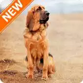 Free play online Bloodhound Wallpapers HD APK