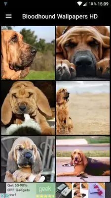 Play Bloodhound Wallpapers HD