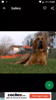 Play Bloodhound Wallpapers HD