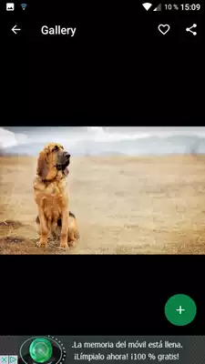 Play Bloodhound Wallpapers HD