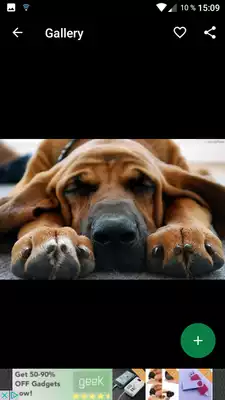 Play Bloodhound Wallpapers HD