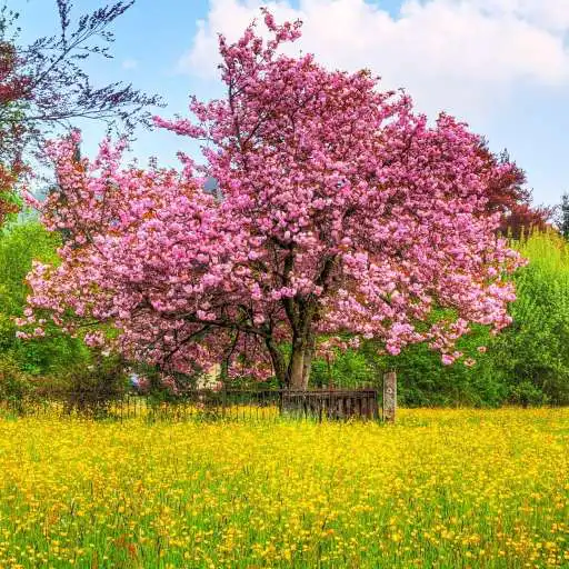 Play Blooming Gardens Wallpapers APK