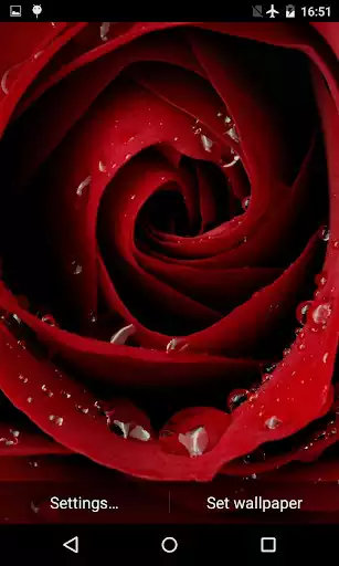 Play Blooming Rose 3D Wallpaper