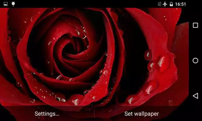 Play Blooming Rose 3D Wallpaper