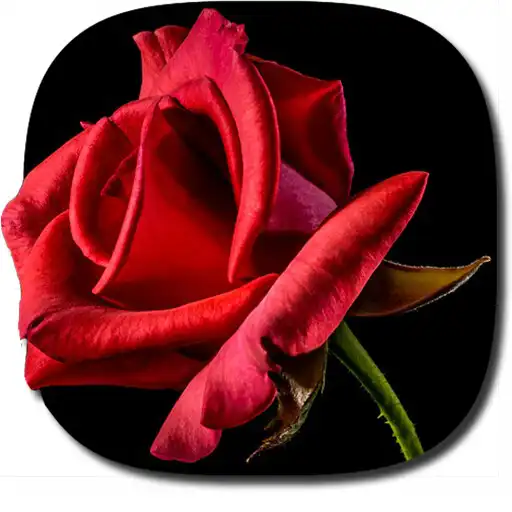 Play Blooming Roses Video Wallpaper APK