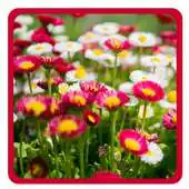 Free play online Blooms Bright Live Wallpaper APK Free play online Blooms Bright Live Wallpaper APK
