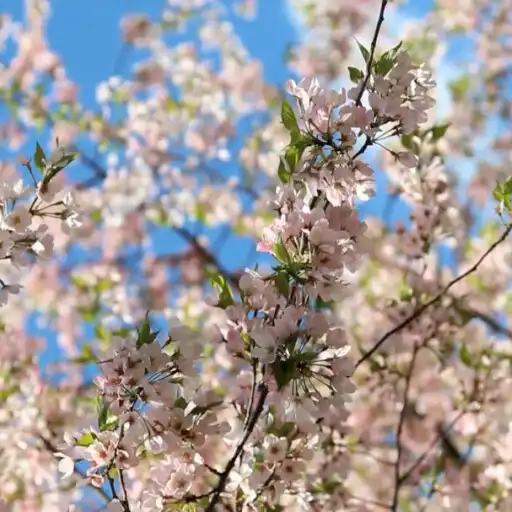 Play Blossoms Live Wallpaper Pro APK