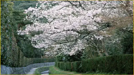 Play Blossom Wallpapers