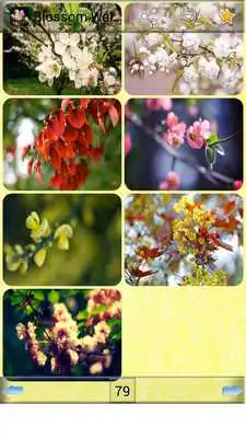 Play Blossom Wallpapers