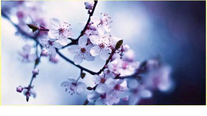 Play Blossom Wallpapers