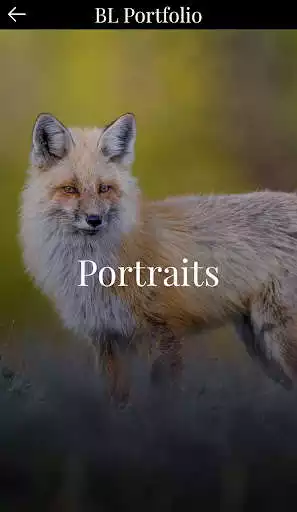 Play BL Portfolio as an online game BL Portfolio with UptoPlay