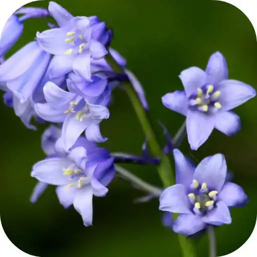 Free play online Bluebell flower Live Wallpaper APK