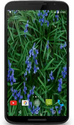Play Bluebell flower Live Wallpaper