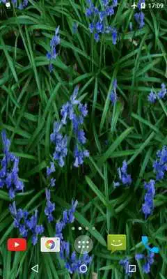 Play Bluebell flower Live Wallpaper