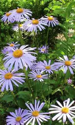 Play Blue daisies after the rain