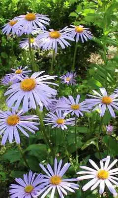 Play Blue daisies after the rain