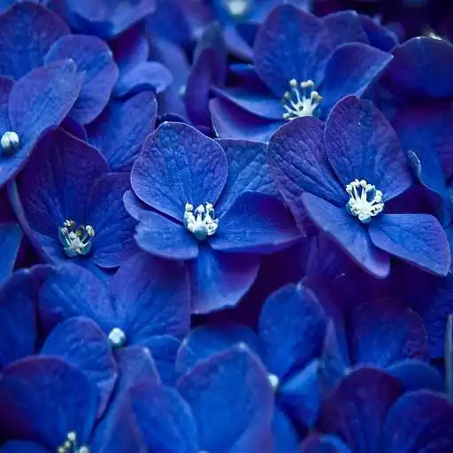 Free play online Blue Flowers Live Wallpaper APK