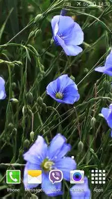 Play Blue Flowers Live Wallpaper