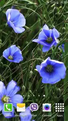 Play Blue Flowers Live Wallpaper