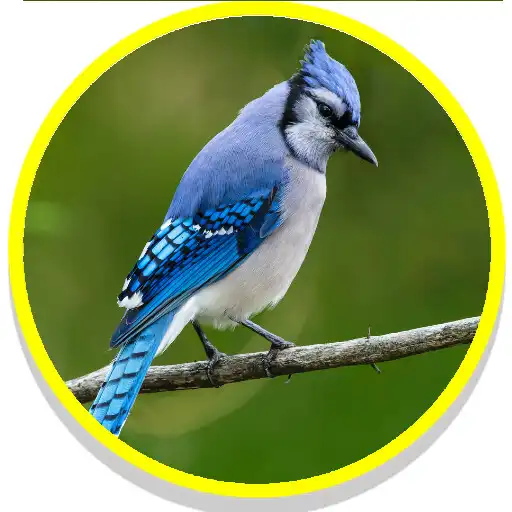 Play Blue Jay Birds Sounds APK Play Blue Jay Birds Sounds APK