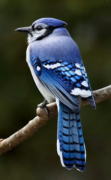 Play Blue Jay Birds Sounds  and enjoy Blue Jay Birds Sounds with UptoPlay