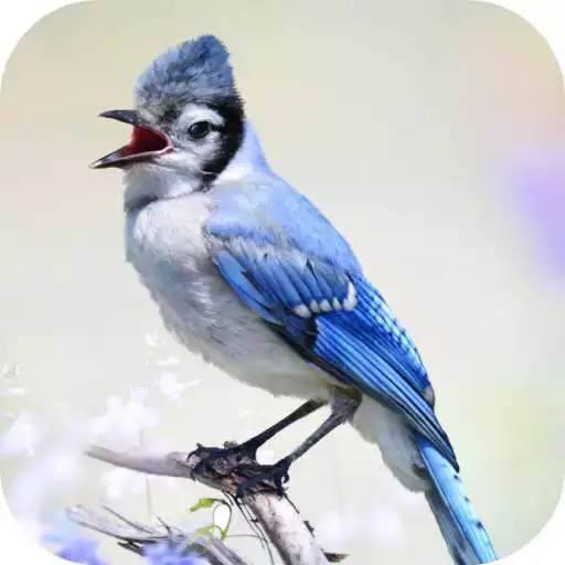 Play Blue Jay Sounds APK