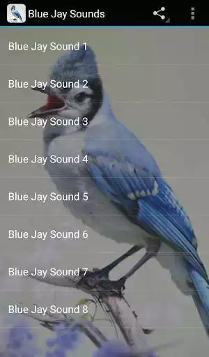 Play Blue Jay Sounds as an online game Blue Jay Sounds with UptoPlay