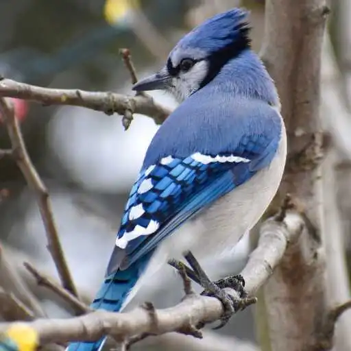 Play Blue Jay Wallpaper APK