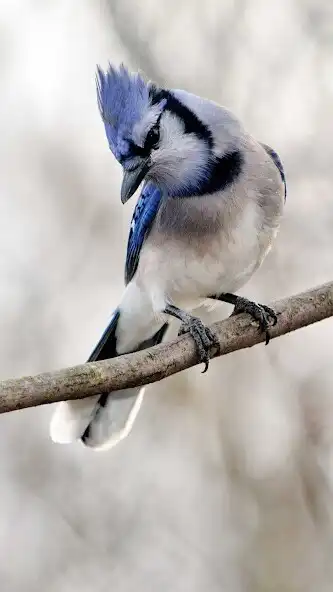 Play Blue Jay Wallpaper and enjoy Blue Jay Wallpaper with UptoPlay Play Blue Jay Wallpaper and enjoy Blue Jay Wallpaper with UptoPlay