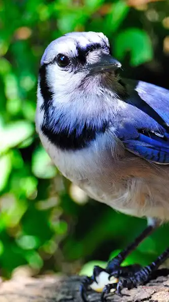 Play Blue Jay Wallpaper as an online game online Blue Jay Wallpaper with UptoPlay Play Blue Jay Wallpaper as an online game Blue Jay Wallpaper with UptoPlay