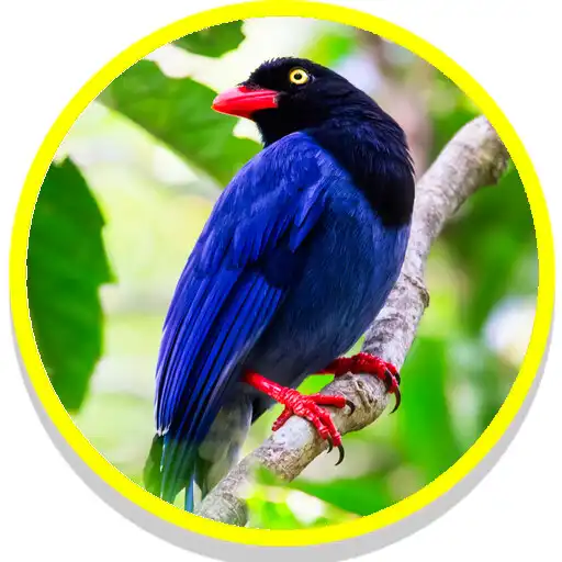 Play Blue Magpie Birds Sounds APK Play Blue Magpie Birds Sounds APK